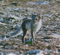 Fox