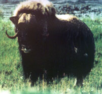Musk Ox